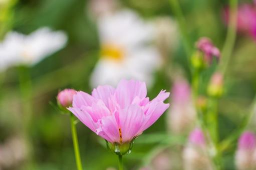 ピンク色に咲くコスモスの花 コスモス,花,ピンクの写真素材