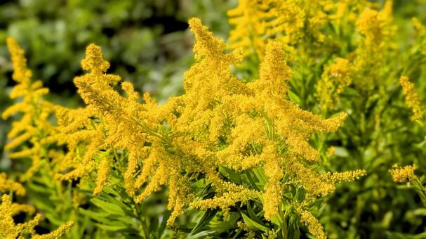道端でよく見かける黄色い雑草 道端,見かける,黄色の写真素材