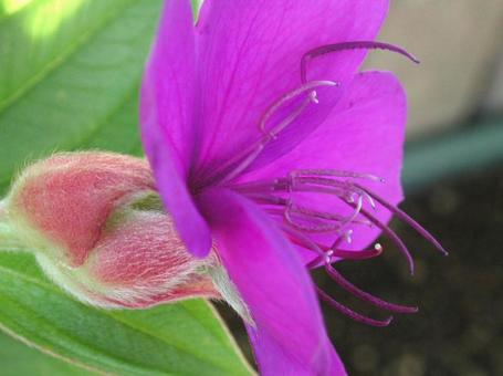 Photo, sicono button, flowers and trees, conical inflorescence, 