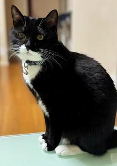 ハチワレ猫2511 猫,ハチワレ,飼い猫の写真素材