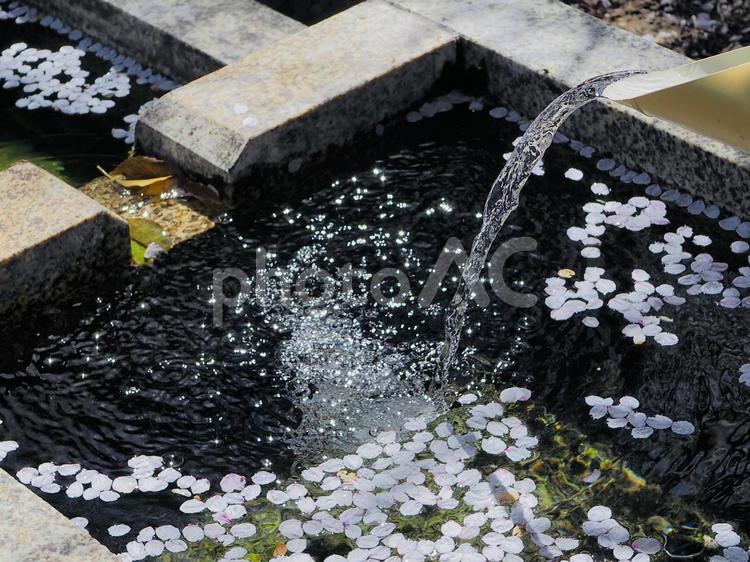桜の花びらが浮かぶ水場 水,水場,水路の写真素材