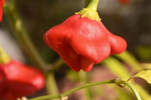 ＵＦＯトウガラシ（和名）と言います バルーンペッパー,トウガラシ,観賞用の写真素材