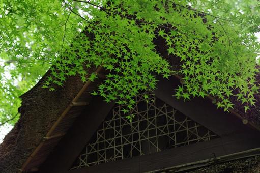 Thatched roof, fresh green leaves, green maple leaves, JPG Thatched roof, fresh green leaves, green maple leaves, JPG