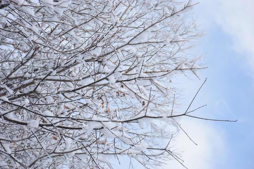 冬 冬,雪,樹氷の写真素材