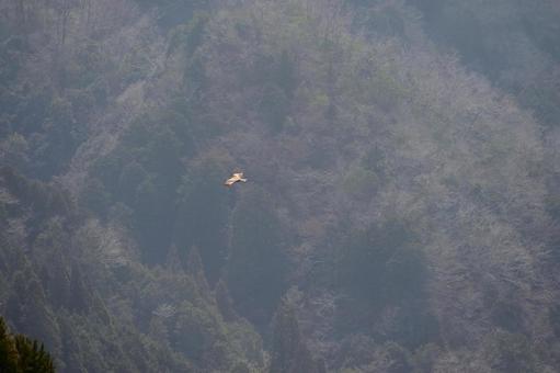 山間を飛ぶ鷹02 山間を飛ぶ鷹02 山間,山,快晴の写真素材
