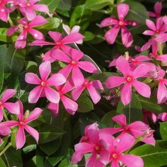 小輪の日々草の花 夏花火 コーラル 小輪の日々草の花 夏花火 コーラルの写真
