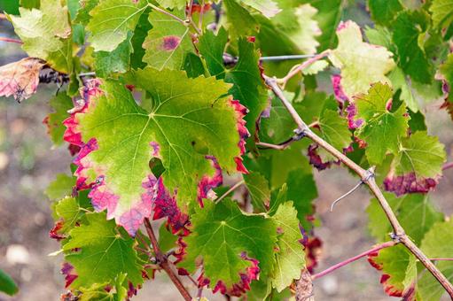 ブドウの花 花,植物,材料の写真素材
