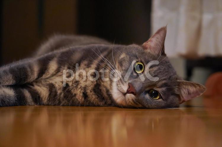 疲れて横たわる猫 ねこ,ネコ,子ネコの写真素材