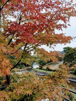 紅葉2 紅葉2 紅葉,9月,秋の写真素材