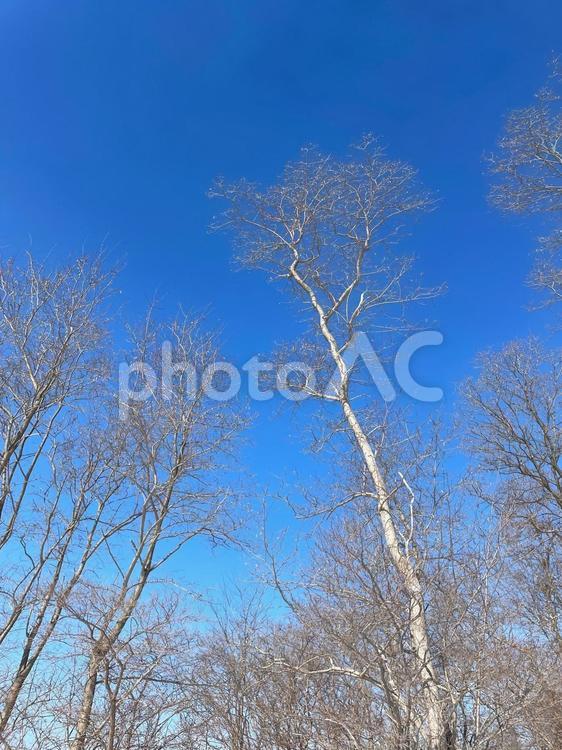 冬の枝木 自然,風景,冬の写真素材