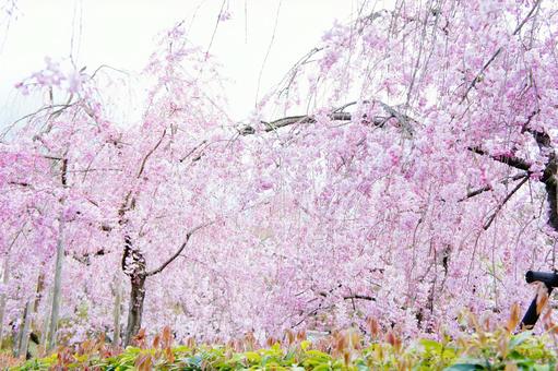 満開の枝垂桜 満開の枝垂桜の写真