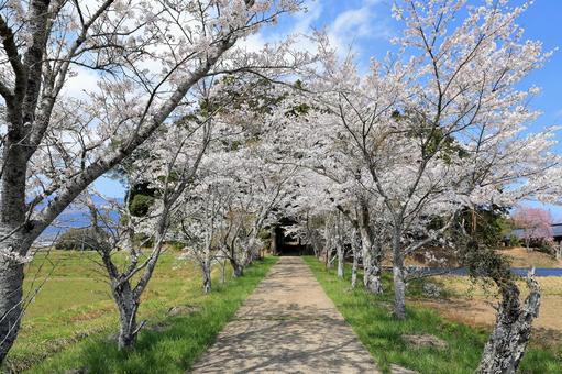 桜 桜の写真