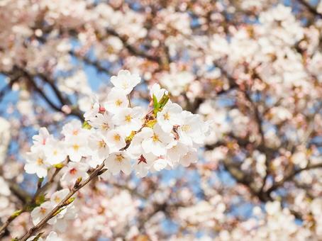 日差しを浴びる桜の花 日差しを浴びる桜の花 桜,花,春の写真素材