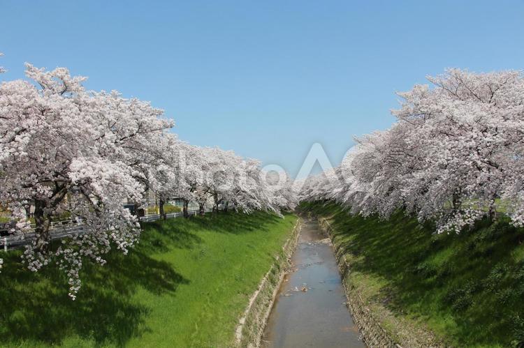 川沿いの桜並木 桜,春,ソメイヨシノの写真素材