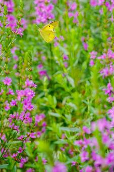 Lythrum salicaria and Colias butterfly (8), JPG
