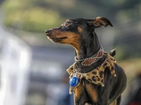 ミニチュアピンシャーのポートレート 犬,ミニチュアピンシャー,ミニピンの写真素材