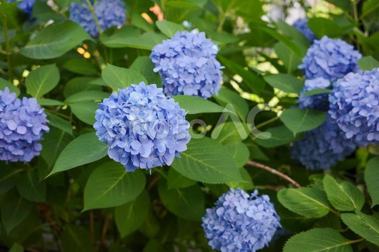青紫の野生のあじさい あじさい,青紫,青の写真素材