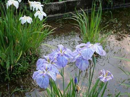 菖蒲の花 白 紫 菖蒲の花 白 紫 菖蒲の花,薬師池公園,町田市の写真素材
