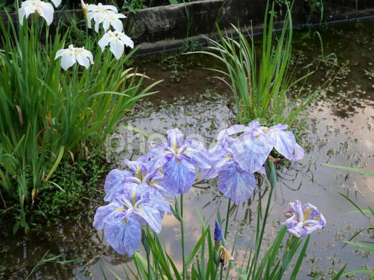 菖蒲の花　白　紫 菖蒲の花,薬師池公園,町田市の写真素材