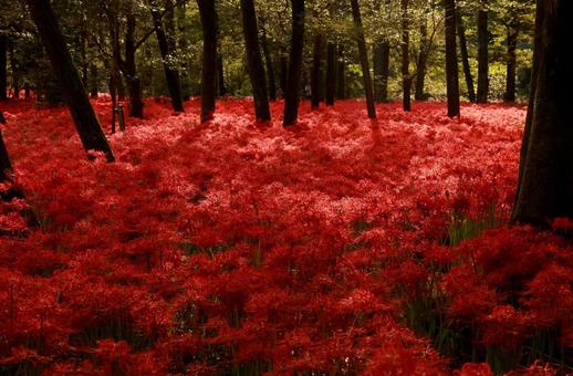 曼殊沙華 曼殊沙華 曼殊沙華,ヒガンバナ,赤の写真素材