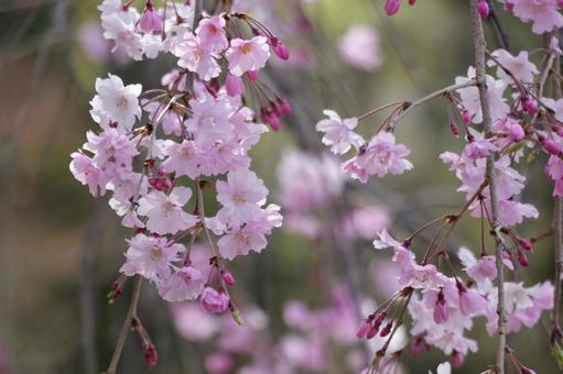 ピンクの桜 ピンクの桜の写真