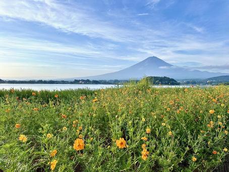 キバナコスモスと富士山 富士山,河口湖,自然の写真素材