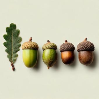 枝葉に並ぶ未熟から成熟までのどんぐり 枝葉に並ぶ未熟から成熟までのどんぐりの写真