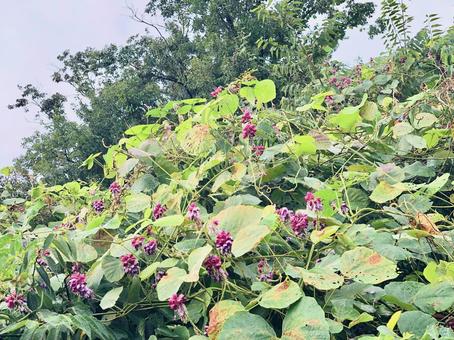 クズの開花の写真