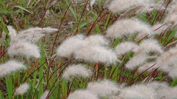 土手の草 土手の草の写真