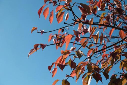 しんみりした秋の街路樹の紅葉 秋,紅葉,葉の写真素材