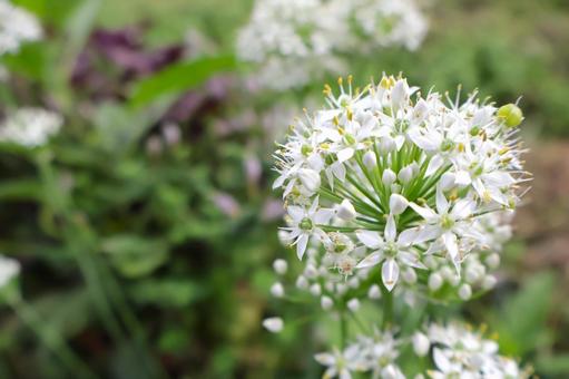 夏から秋まで咲く畑のニラの花1 家庭菜園 夏から秋まで咲く畑のニラの花1 家庭菜園の写真