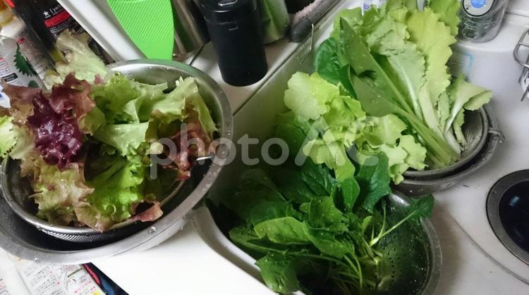 たくさん採れた野菜食事に準備 野菜,サラダ,ヘルシーの写真素材