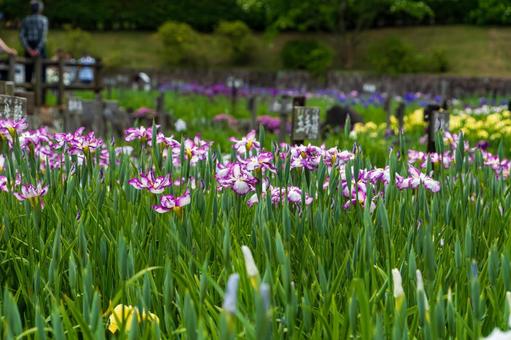 花菖蒲が咲き誇る湿地 花菖蒲が咲き誇る湿地の写真
