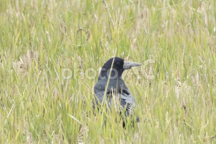 田んぼの中のミヤマガラス ミヤマガラス,カラス,野鳥の写真素材