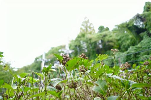 ツバキ科　チャノキの写真