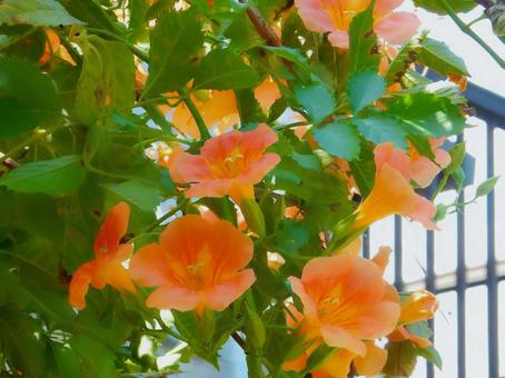 【花の写真】ノウゼンカズラ(凌霄花) 【花の写真】ノウゼンカズラ(凌霄花)の写真