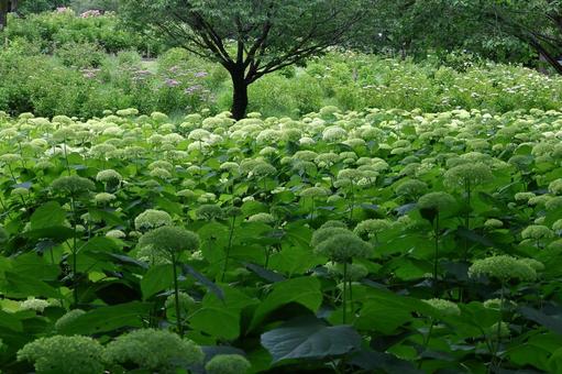 雨に濡れて咲く 雨に濡れて咲く あじさい,花,アジサイ科の植物の写真素材