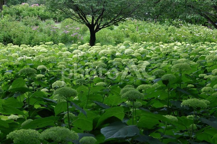雨に濡れて咲く あじさい,花,アジサイ科の植物の写真素材