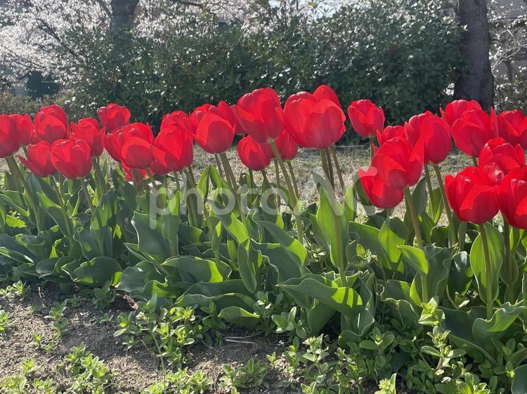 チューリップ 春,チューリップ,花の写真素材