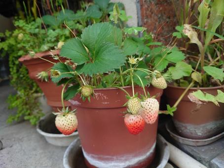 strawberry, JPG strawberry, JPG