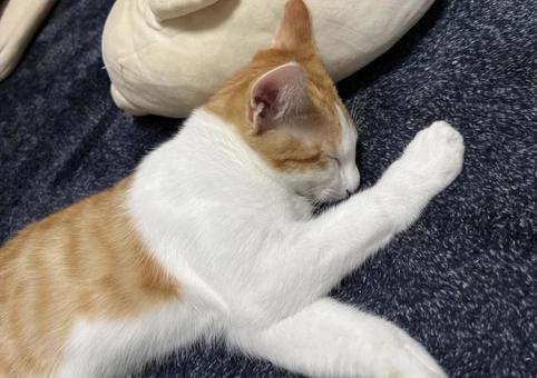 猫 猫の写真