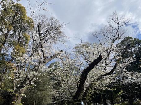 桜の木と空 桜の木と空の写真
