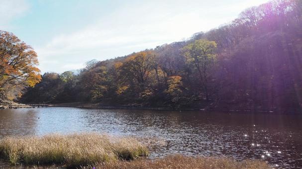 秋の大沼公園 栃木県那須塩原 秋の大沼公園 栃木県那須塩原 風景,秋,自然の写真素材