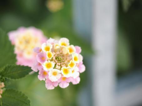 公園に自生するランタナの花 公園に自生するランタナの花の写真