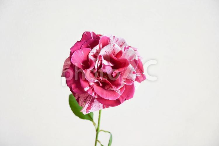 絞り柄のばら 絞り,ピンク,花の写真素材