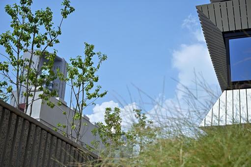 真夏の空の白い雲と緑の草木 真夏,白い雲,空の写真素材