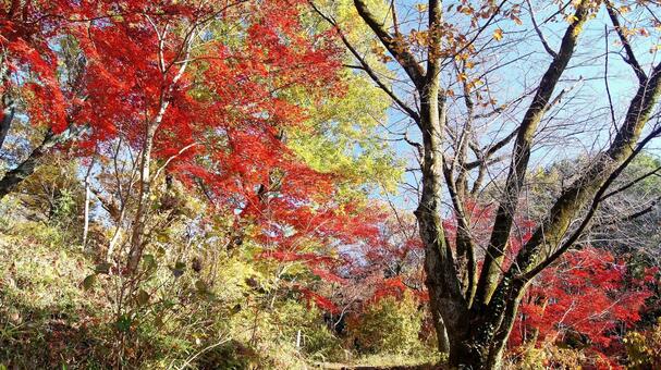 紅葉-1367 紅葉,モミジ,赤の写真素材