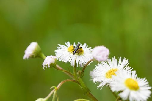Longhorn beetle and buttercup, JPG