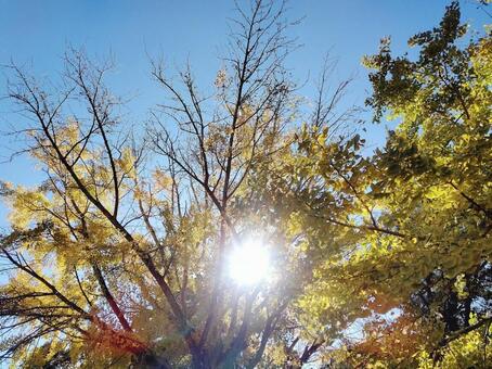 紅葉と太陽 太陽,お日様,１１月の太陽の写真素材