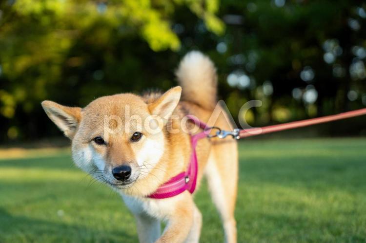 夏の公園で散歩する柴犬 柴犬,夏,景色の写真素材